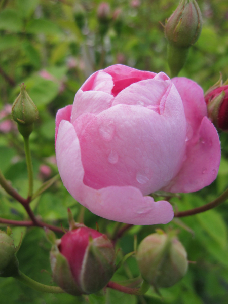 Kletterrose Raubritter 1