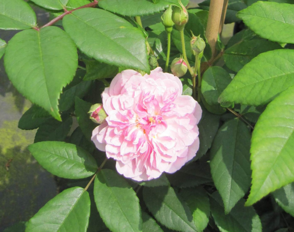 Kletterrose Romantic Siluetta 1