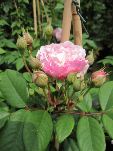 Kletterrose Romantic Siluetta 2