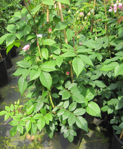 Kletterrose Romantic Siluetta 3