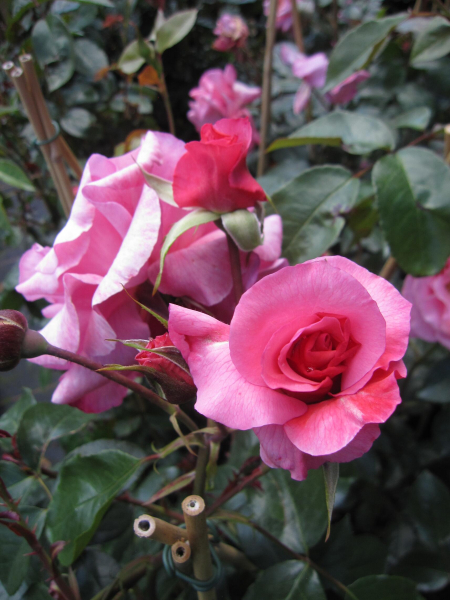 Kletterrose Rosenresli 2