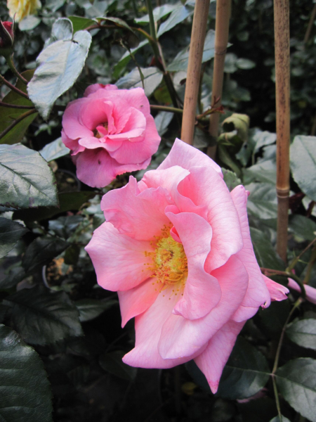 Kletterrose Rosenresli 3