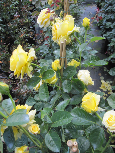 Kletterrose Sommergold 3