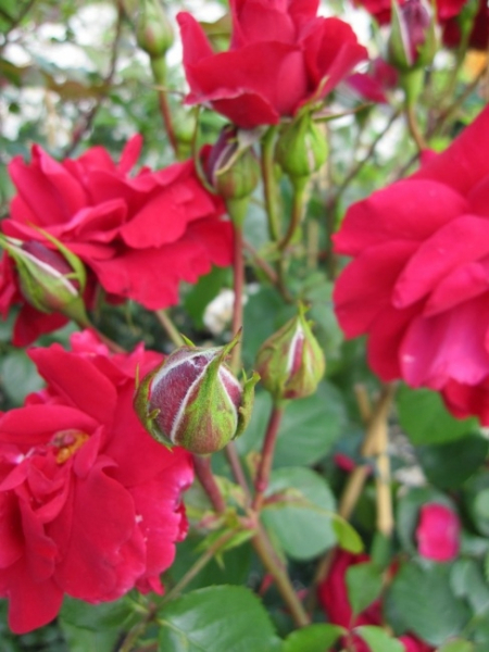 Kletterrose The Princes Trust 3