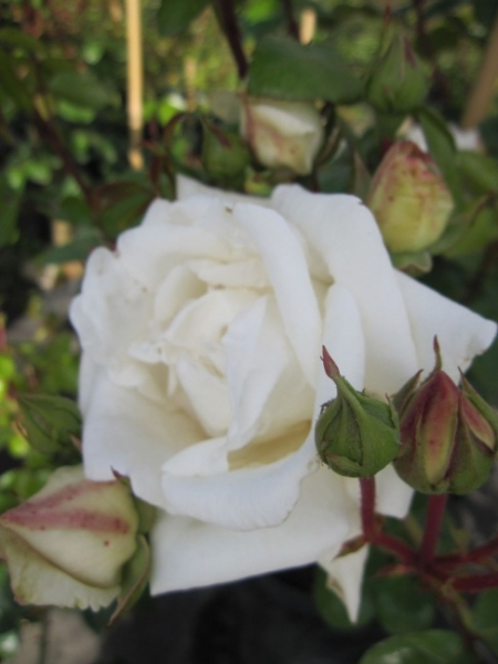 Kletterrose White New Dawn 1