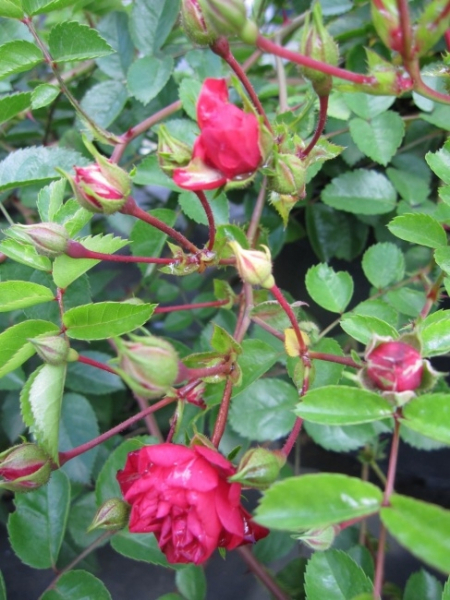 Kletterrose Angel Falls