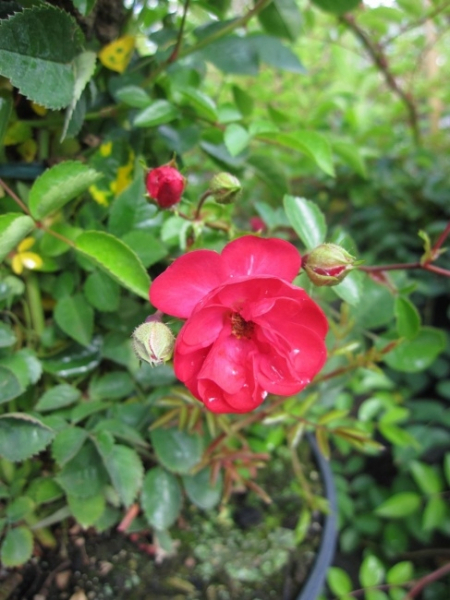 Kletterrose Angel Falls