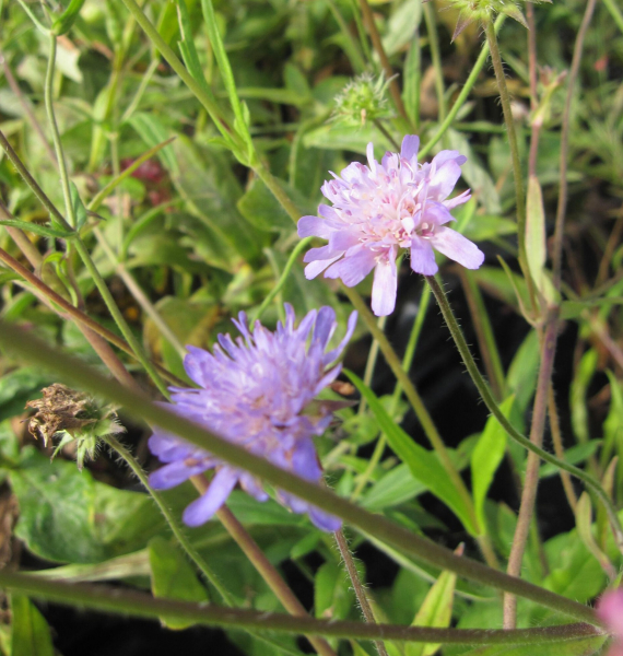 Wiesen-Witwenblume 1