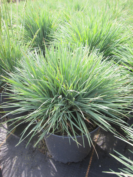 Blaugraues Schillergras Coolio 1
