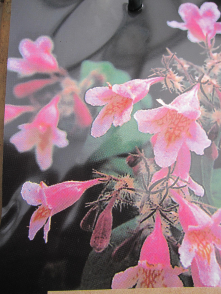 Kolkwitzia amabilis Pink Cloud 1