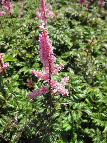 Krause Zwergspiere Perkeo