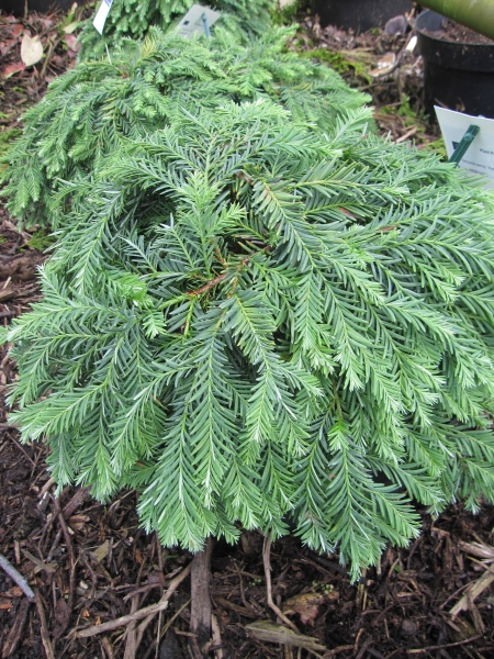 MiSequioa sempervirens Kellys prostate 2