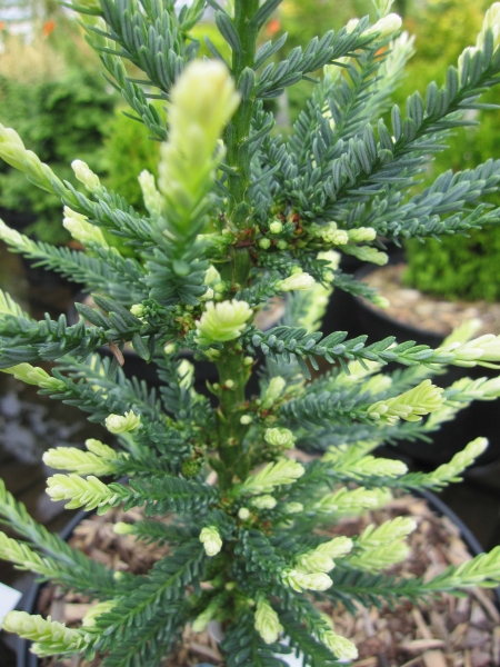 Sequoia sempervirens lightning 2