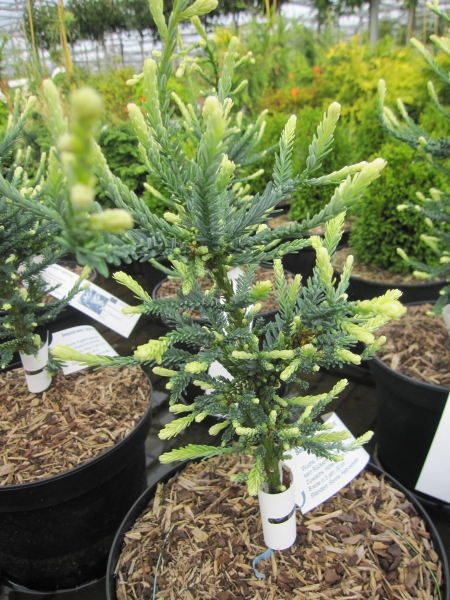 Sequoia sempervirens lightning 3
