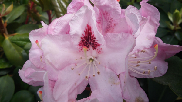 Großblumige Alpenrose Lady Annette de Trafford  1
