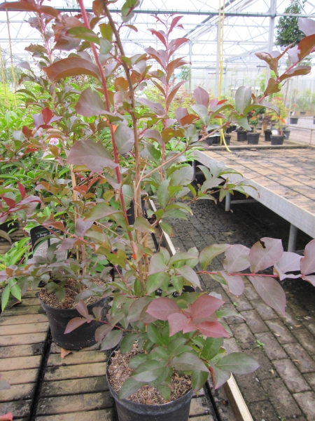 Lagerstroemia Burgundy Cotton2