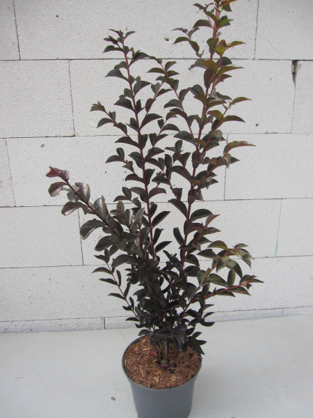 Lagerstroemia indica Best Red 2