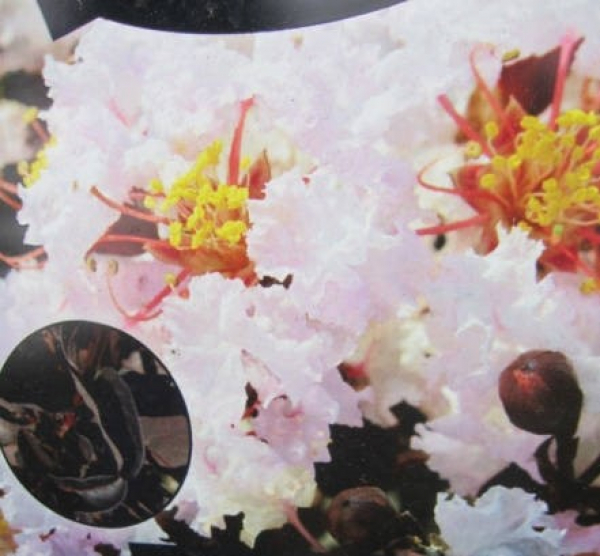 Lagerstroemia Indica Blush 1