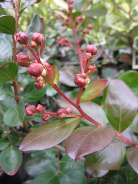 Lagerstroemia Indica Braise 2