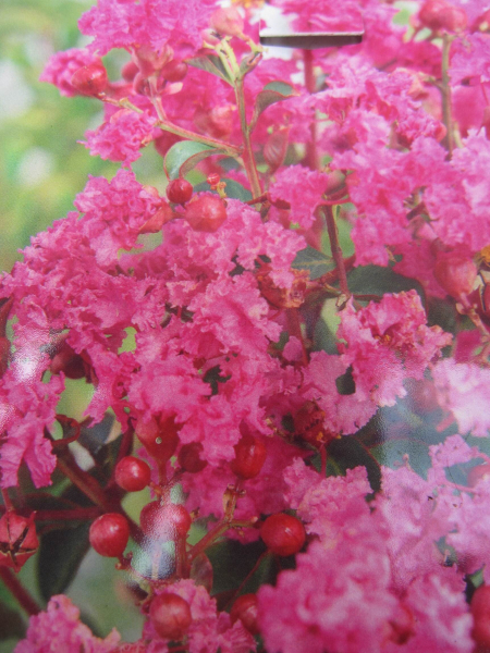 Lagerstroemia indica Coral Magic 1