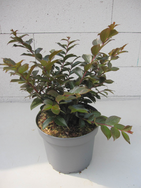 Lagerstroemia indica Coral Magic 2