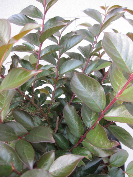 Lagerstroemia indica Coral Magic 3