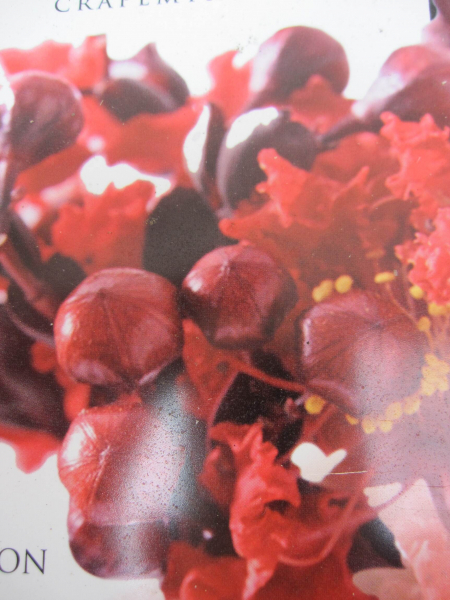 Lagerstroemia indica Crimson Red 1