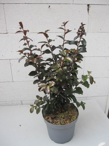 Lagerstroemia indica Crimson Red 2
