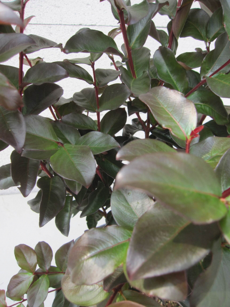 Lagerstroemia indica Crimson Red 3