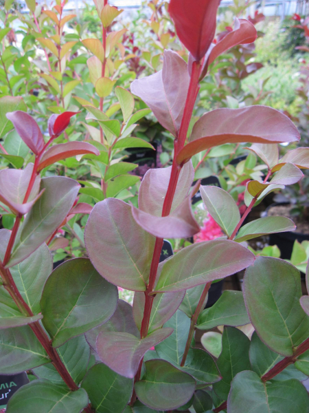 Lagerstroemia indica Dynamite 2