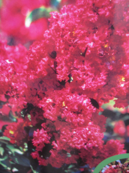 Lagerstroemia indica Dynamite 1