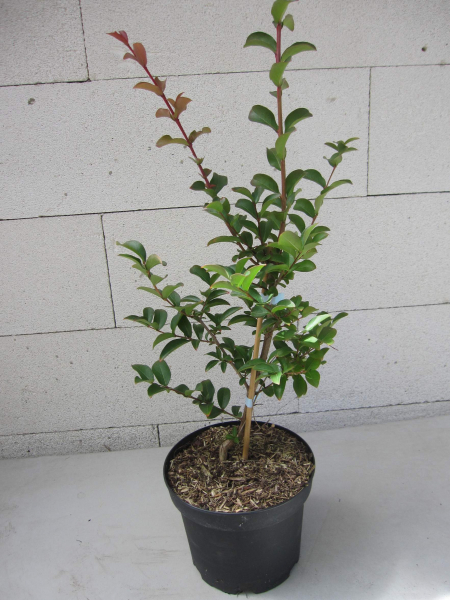 Lagerstroemia indica Dynamite 3