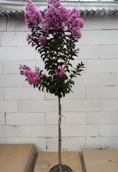 Hochstamm Chinesische Kräuselmyrte Rhapsody in Pink - Lagerstroemia indica - sehr bienenfreundlich