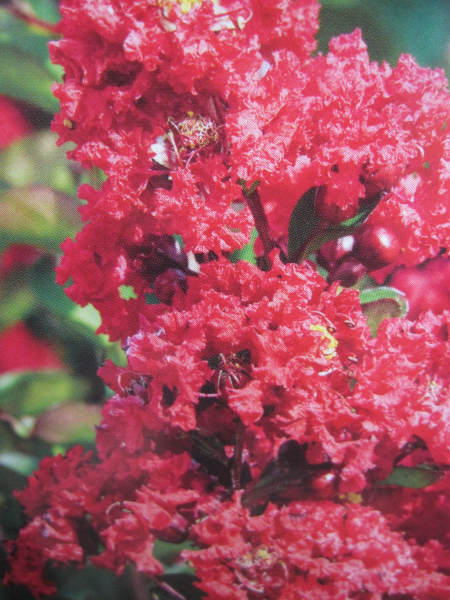 Lagerstroemia indica Ruffled Red Magic 1