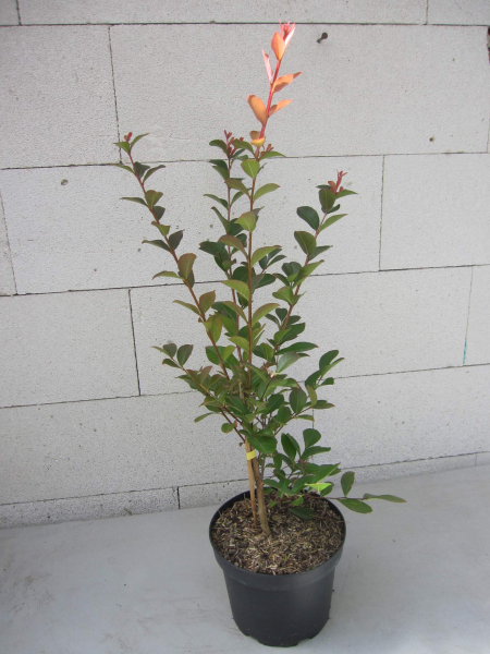 Lagerstroemia indica Ruffled Red Magic 3