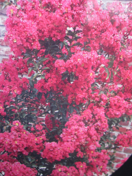 Lagerstroemia Indica Tuskegee 1