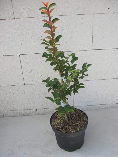 Lagerstroemia Indica Tuskegee 3