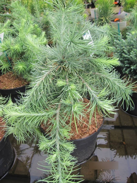 Larix kaempferi Blue Kroc 1
