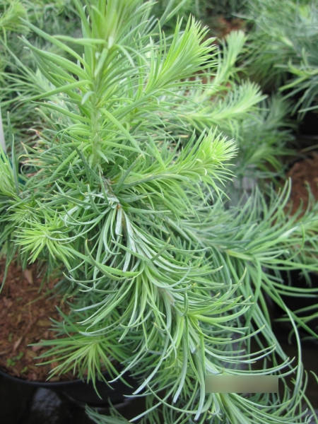 Larix kaempferi Blue Kroc 2