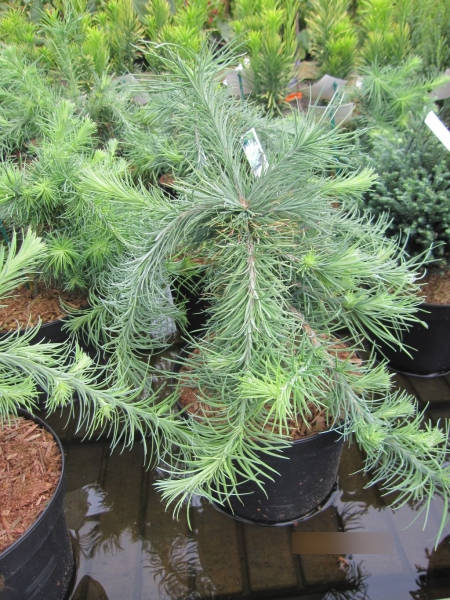 Larix kaempferi Blue Kroc 3