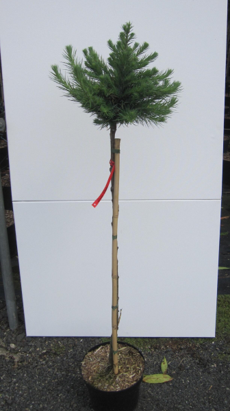 Hochstamm Japanische Lärche Grey Pearl 2