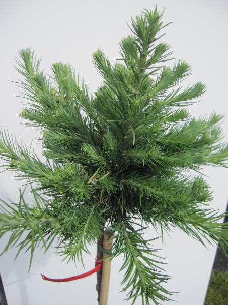 Hochstamm Japanische Lärche Grey Pearl 1