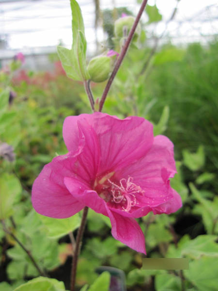 Lavatera Red Rum 1
