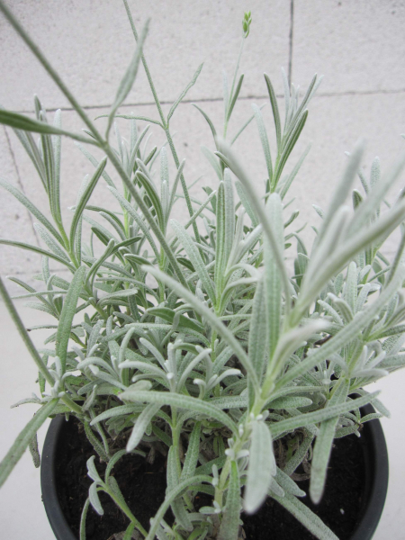 Lavendel Moroccan 2