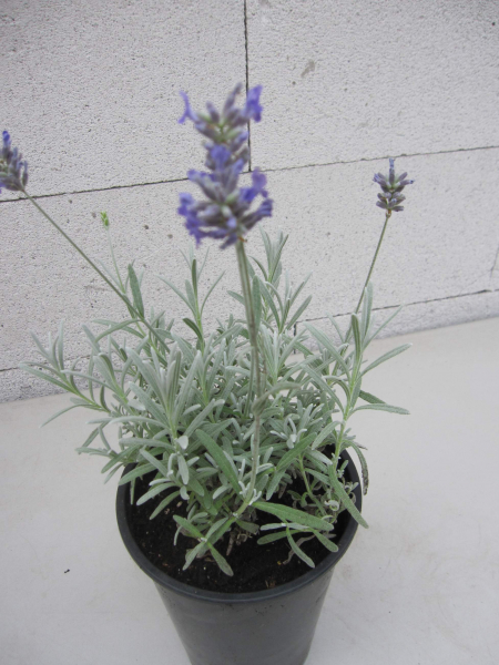 Lavendel Moroccan 1