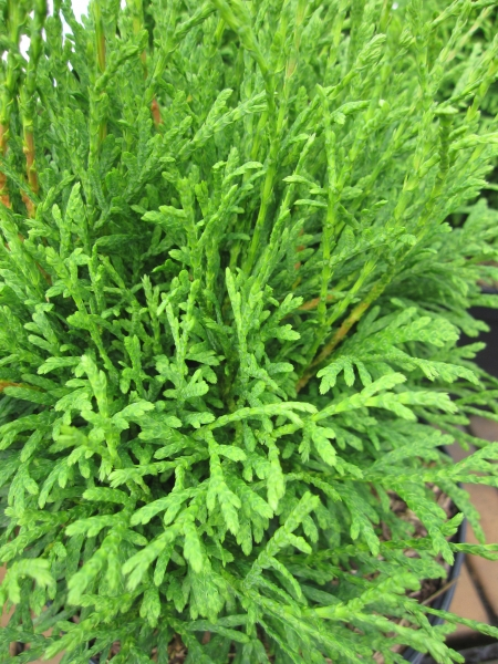 Thuja occidentalis Strasko WB 2