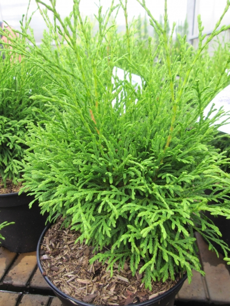 Thuja occidentalis Strasko WB 3