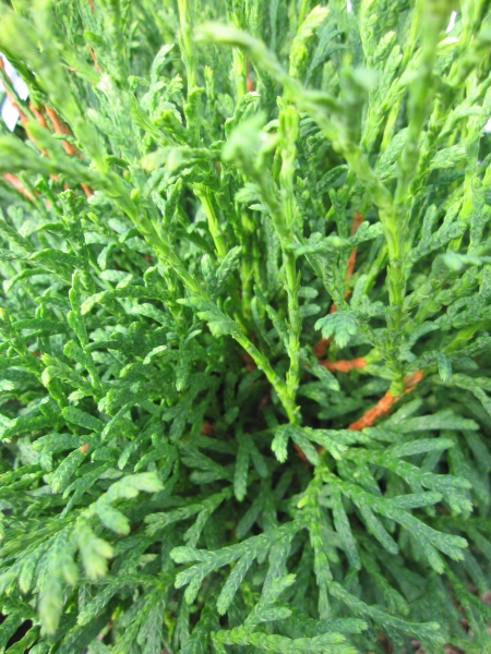 Thuja occidentalis Strasko WB 4