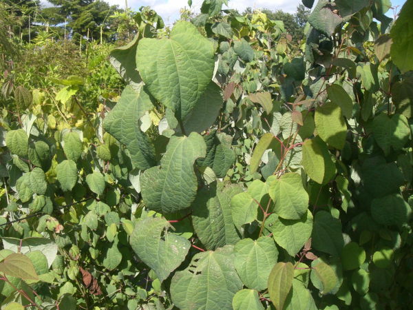 Cercidiphyllum japonicum 1
