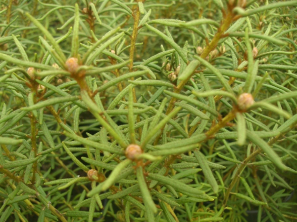 Ledum palustre Linearifolium 1